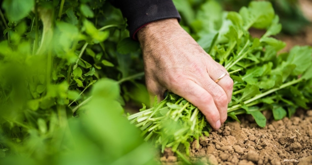 Una mano sta raccogliendo della rucola appena raccolta